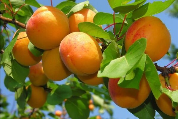 Wie Aprikose wachsen und eine gute Ernte bekommen